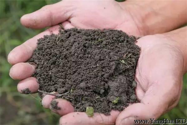 家庭養花土壤消毒的方法