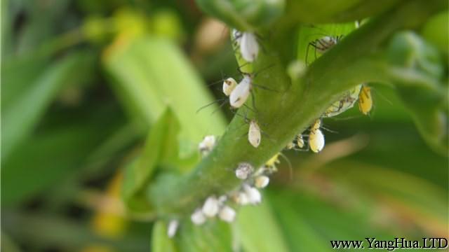 盆栽花卉長蚜蟲了怎麼辦