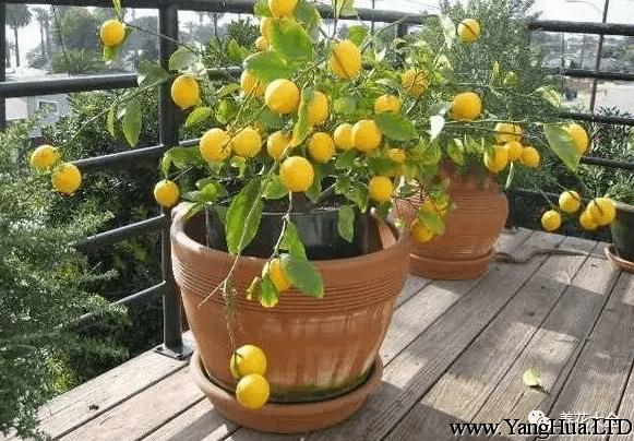 檸檬盆栽