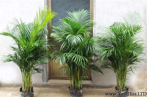 盆栽棕櫚的種類介紹