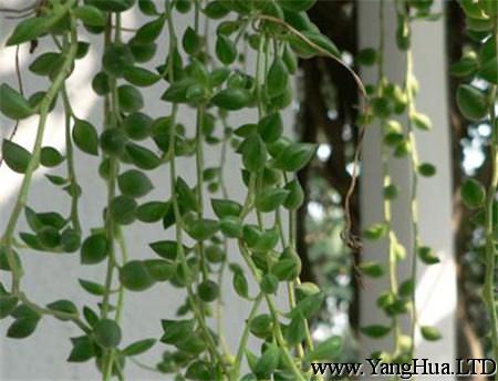 珍珠吊蘭生長對濕度的要求