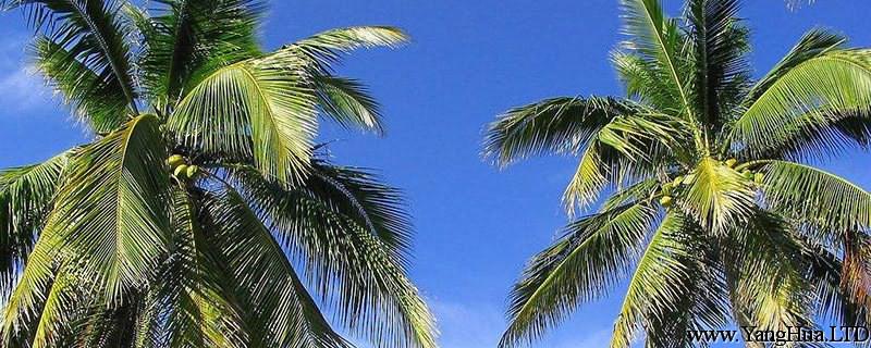 棕櫚樹和椰子樹的區別