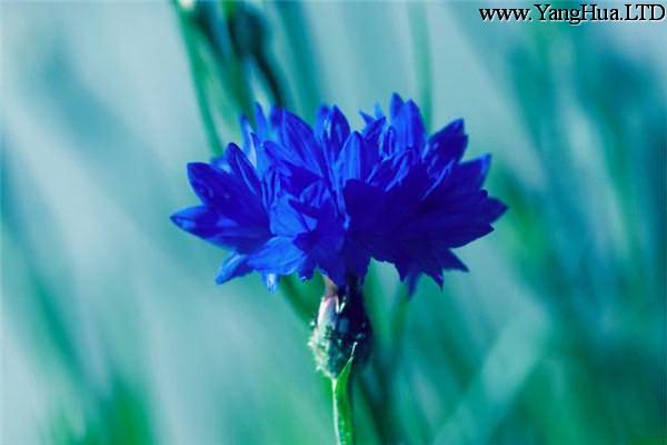 這8種開藍色花朵的花卉，超美！