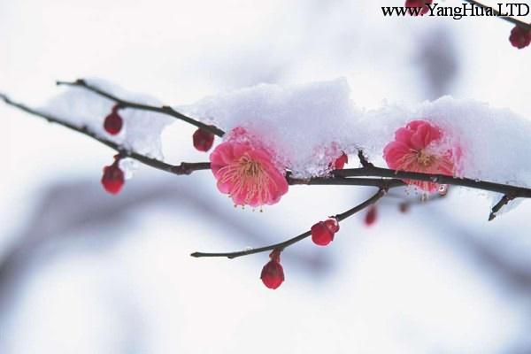 冬季需要格外注意防凍保暖的花卉大全！