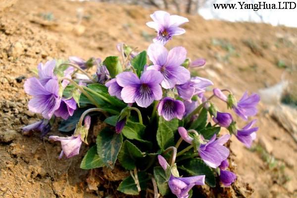 紫羅蘭用什麼土養