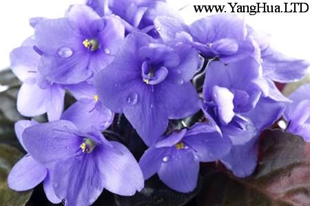 紫羅蘭開花