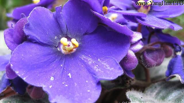 紫羅蘭什麼時候播種
