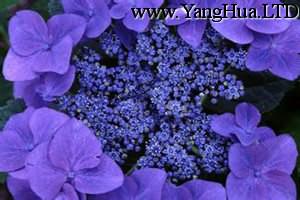 園藝品種的紫羅蘭
