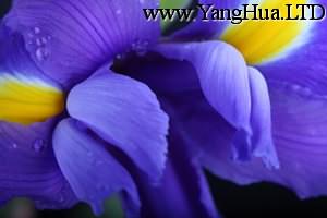 春紫羅蘭