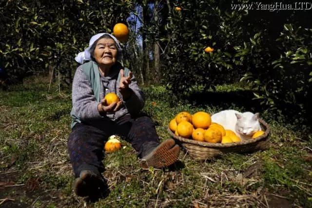金秋時節， 果子壓彎了樹枝 趁著陽光暖和， 和奶奶一起去收橙子。