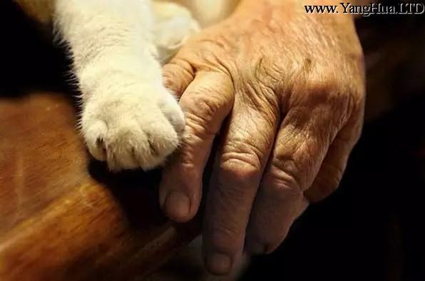  握一握奶奶的手， 福丸就會覺得很安心。
