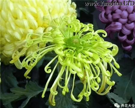 綠菊花