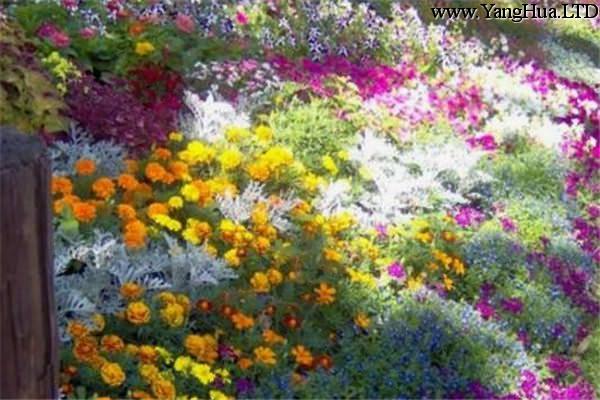 20種常見花卉，養在陽台顏色比彩虹還絢爛！