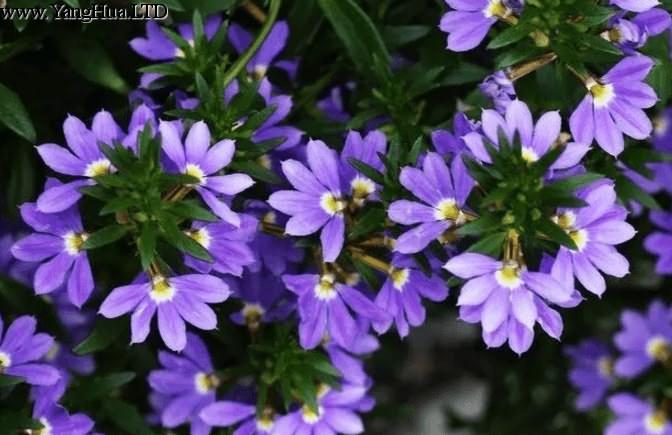 紫扇花