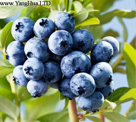 藍莓果實