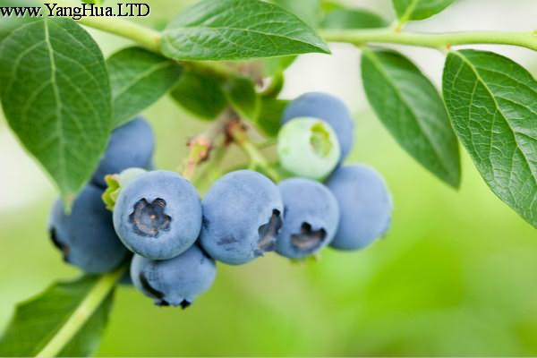 藍莓怎麼保存
