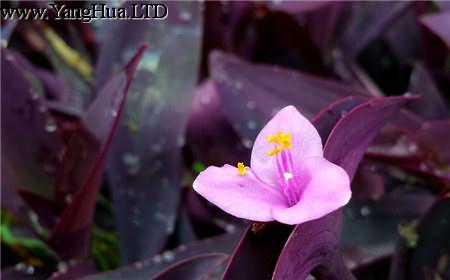 紫吊蘭圖片