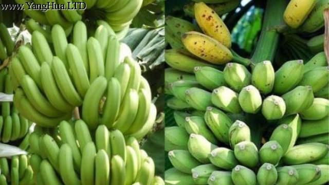 芭蕉和香蕉的區別
