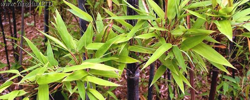 盆栽紫竹怎麼養