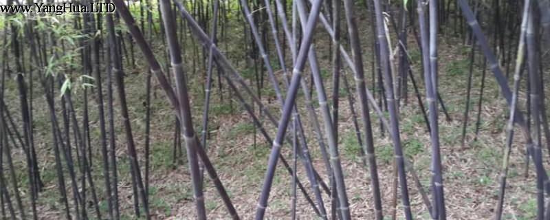 紫竹的養殖方法和注意事項