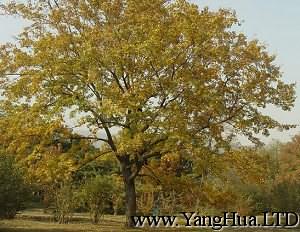 落葉的黃連木