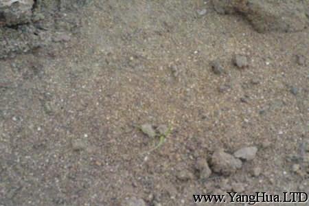 盆栽酒瓶蘭的土壤