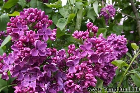 紫花歐丁香