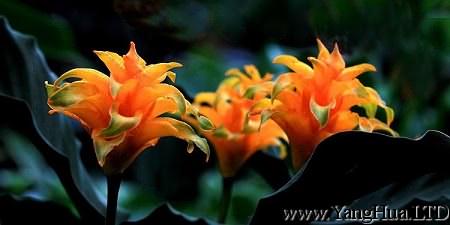黃苞竹芋花朵