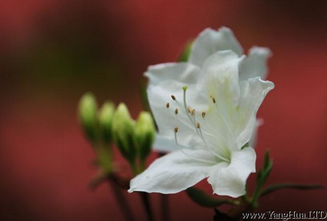 白色杜鵑花