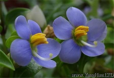 紫芳草的花朵