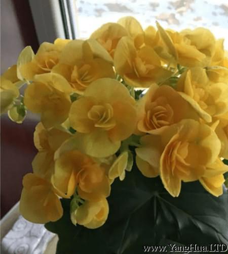 黃色的麗格海棠花