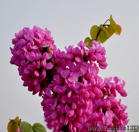盛開的紫荊花