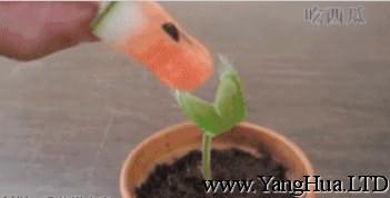 捕蠅草吃西瓜