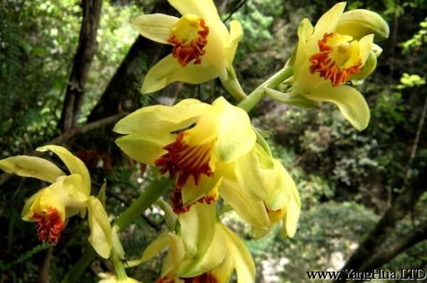 黃花鶴頂蘭的養殖方法及注意事項
