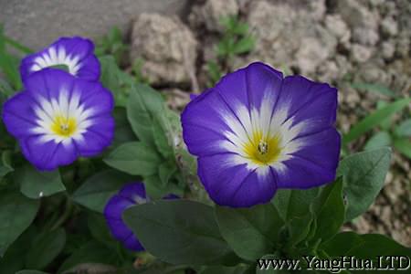 紫色的三色旋花