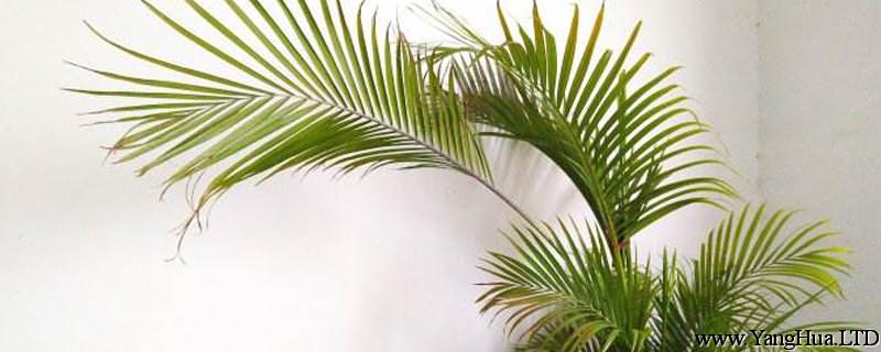 夏威夷椰子和鳳尾竹有什麼區別