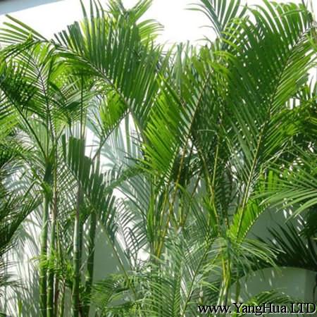 夏威夷椰子植株
