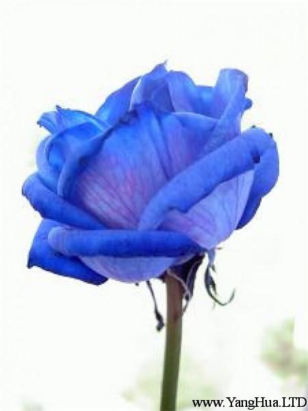 漂亮的藍玫瑰