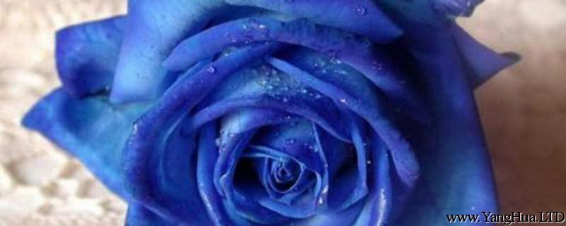 藍色妖姬和藍玫瑰的區別