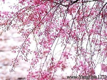 漂亮的東京櫻花