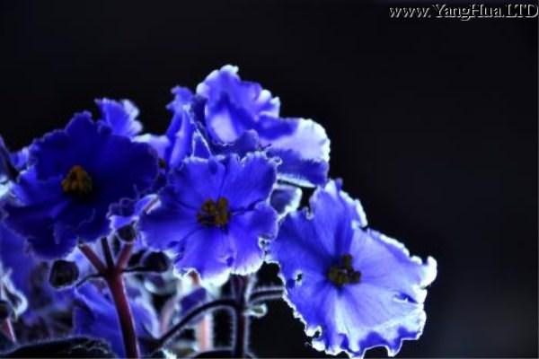 紫錦草（紫 竹梅）和紫羅蘭的區別