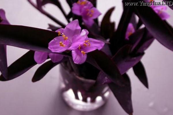 紫錦草（紫 竹梅）什麼時候開花