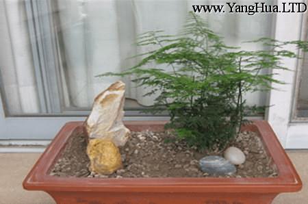 盆栽鳳尾竹