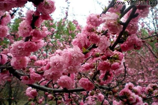 中國櫻花的養殖和管理