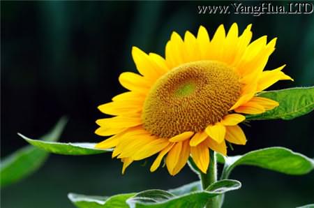 太陽花