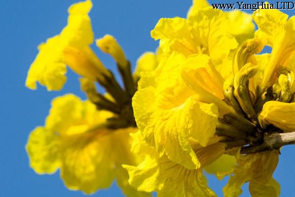 黃花風鈴木的養殖方法和注意事項