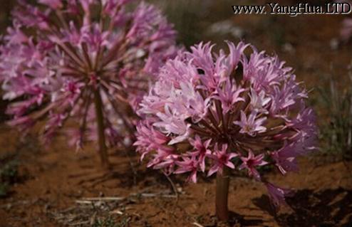 Brunsvigia bosmaniae：南非燈台花