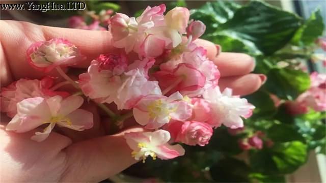 綠蘿吊蘭種膩了，換這6種花放客廳，四季開花看不停！