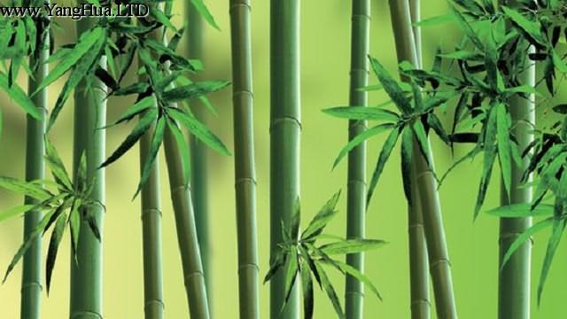 竹子的養殖方法和注意事項