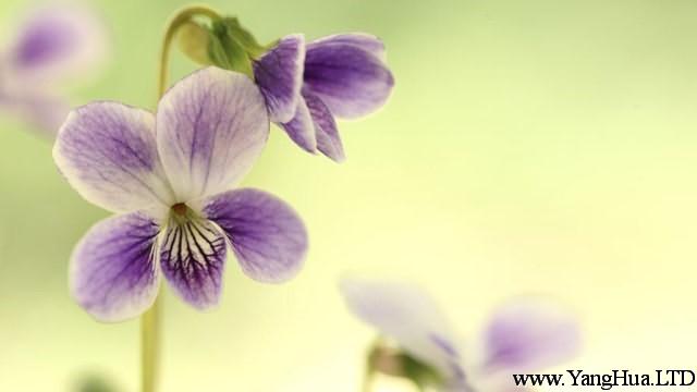 紫羅蘭的養殖方法和注意事項